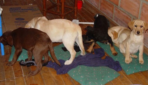 Köpek yavrularıyla uyuşturucu kaçakçılığı yapan veteriner yakalandı