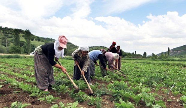 Seçim beyannamelerinde tarım: Çiftçi Örgütlenmeleri, üreticilerin korunması
