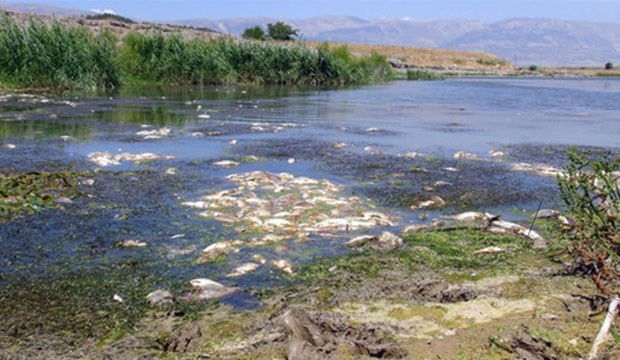Fabrika atıklarının kirlettiği çayda yüzlerce balık kıyıya vurdu