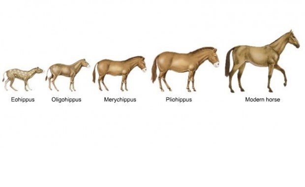Atlardan böceklere evrimin izleri…