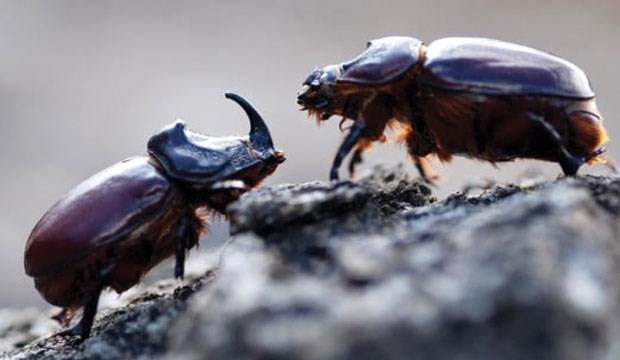 Cinsel Seçilim: Gergedan  böceğinin boynuzu