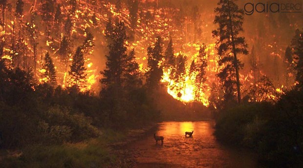 Taşa dönen coğrafyamız: Türkiye orman yangını bilançosu