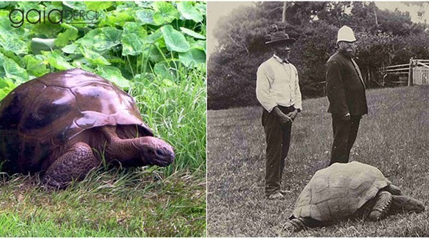 Gezegenimizin en yaşlısı: 182 yaşındaki dev kaplumbağa Jonathan
