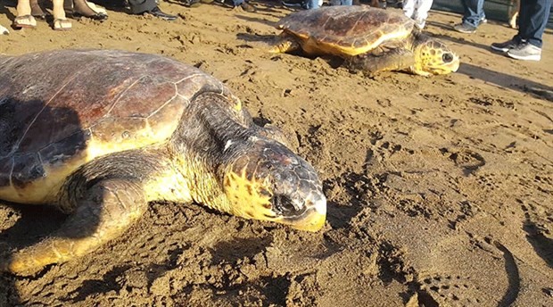 İyileşen 5 deniz kaplumbağası denize salındı