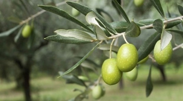 Disputed articles on olive trees in Turkey taken off from draft bill amid objections