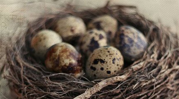 Kuşların yumurtaları neden bu kadar farklı?