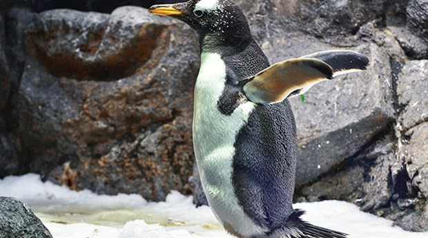 Kartona aşık olan penguen hayatını kaybetti: Sevgilisi son ana kadar yanındaydı