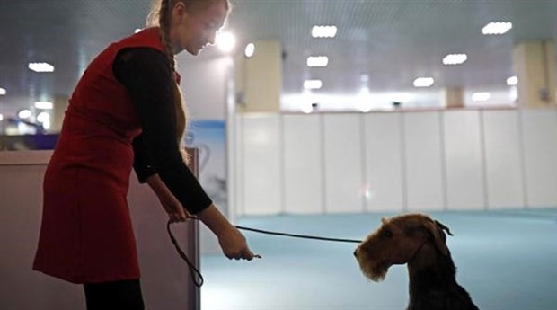 118 kiloluk dev mastif fuarın ilgi odağı oldu