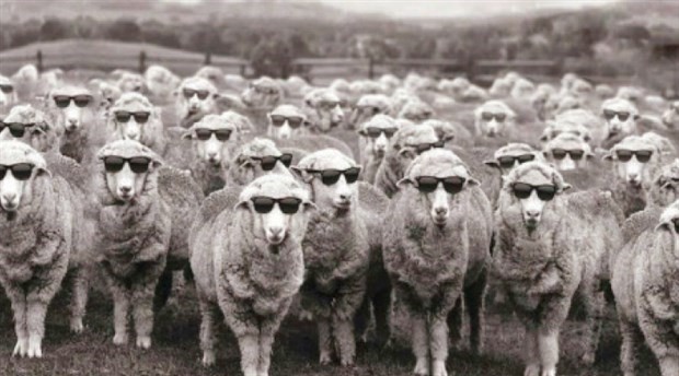 Çobanlar, koyunlar  ve keçiler