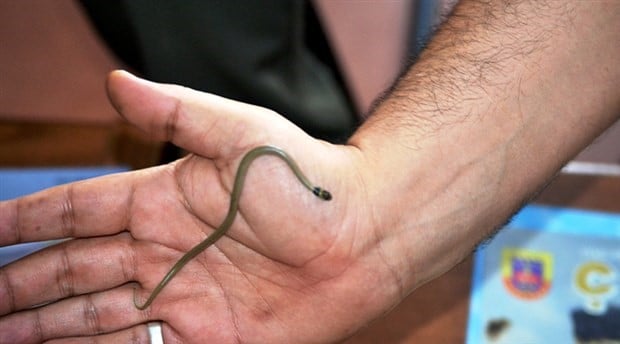 Yavru İran yılanı doğaya bırakıldı