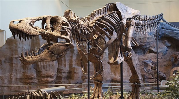 Dinozor iskeletleri 3 milyon avroya satıldı