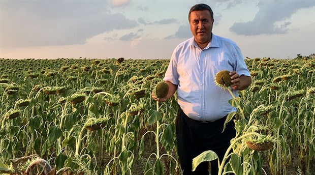 CHP'li Gürer: Çin ürünü ayçiçeği, Aksaraylı üreticilerin kabusu