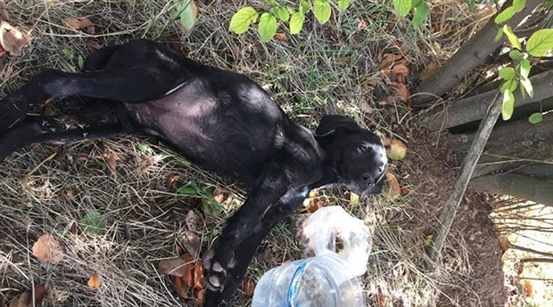 Bolu'da 3 yavru köpeği tüfekle vurdular