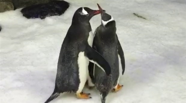 Eşcinsel penguen çift bebek sahibi oldu