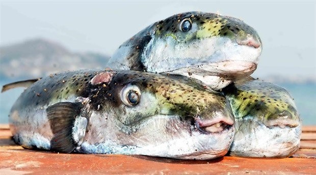 Alanya'da balon balığı yiyen adam yoğun bakıma alındı
