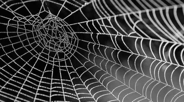 Örümcek ağının çelikten sağlam olmasının nedeni araştırıldı