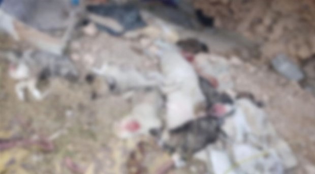 Uşak'ta işkence edilerek öldürülen 5 köpek yavrusu bulundu