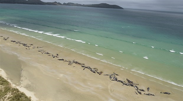 Yeni Zelanda'da 145 pilot balina karaya oturdu