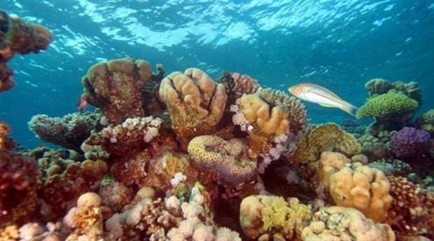 Önümüzdeki nesil, mercan resiflerine tanık olamayabilir