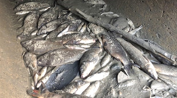 Yüzlerce balığın ölümüne neden olan şirkete para cezası
