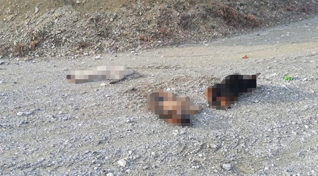 Tokat'ta 4 köpeği zehirleyerek öldürdüler