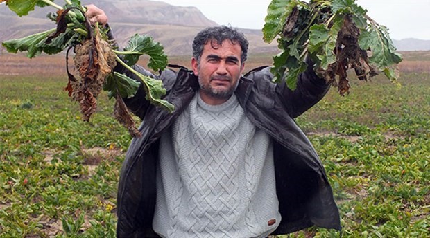 Yozgat'ta 800 ton şeker pancarı tarlada kaldı