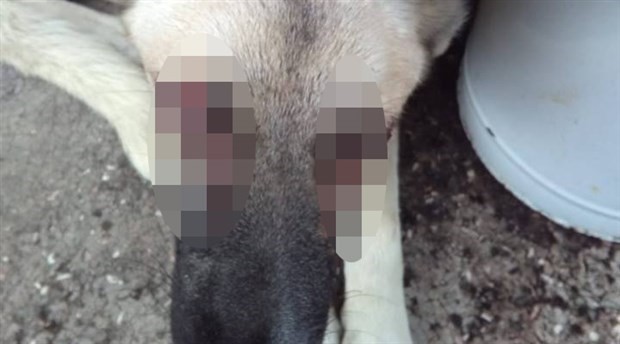 Edirne'de bir köpek gözleri oyulmuş halde bulundu