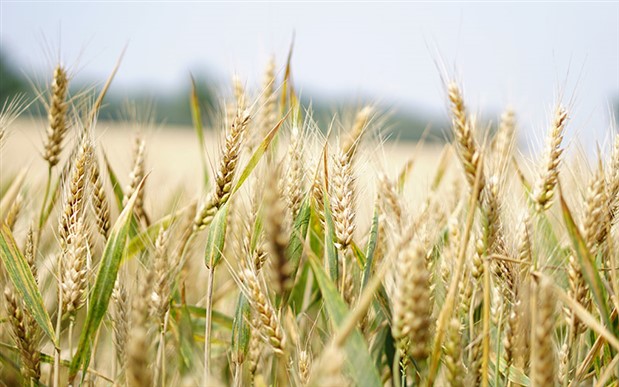 TMO, gümrük vergisiz 1 milyon ton buğday ithal edebilecek