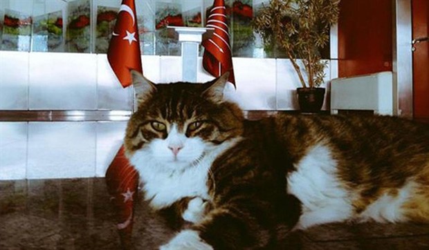 Kılıçdaroğlu, Dünya Kediler Günü’nü Şero’yla kutladı