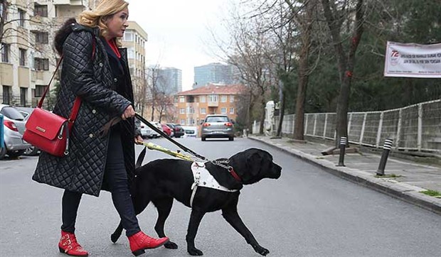 Görme engellilerin hayat ışığı: Rehber köpekler