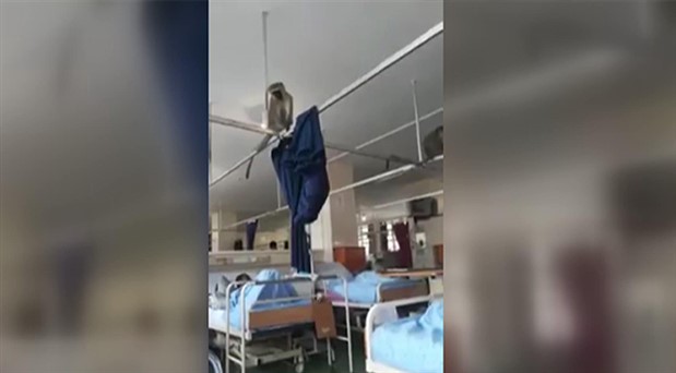 Güney Afrika’da hastaneyi maymunlar bastı