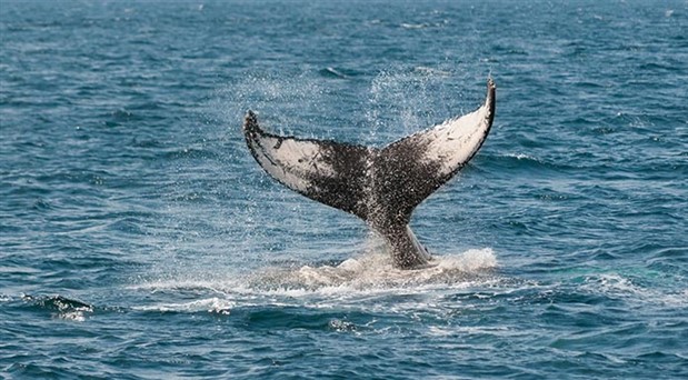 20 kilo plastik yutan hamile balina yaşamını yitirdi