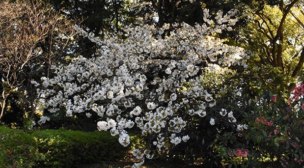 Japonya’da yeniden doğuşun simgesi: Kiraz çiçekleri ‘sakura’