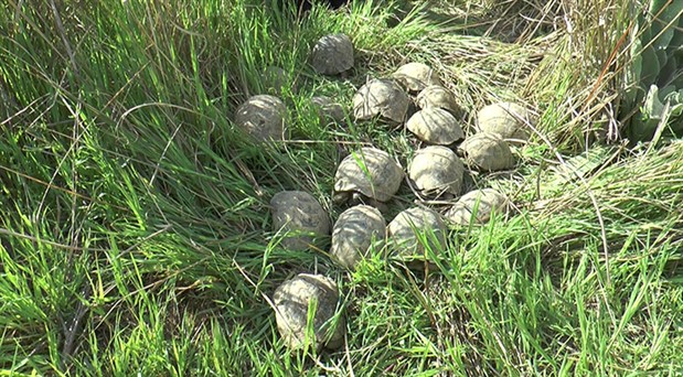 Denizli’de kuyuya atılan 17 kaplumbağayı itfaiye kurtardı