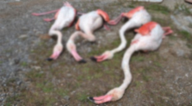 Aksaray’da 4 flamingo katledildi