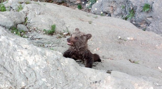 Kayalıklarda mahsur kalan yavru ayı kurtarıldı
