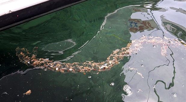 Datça’da aşırı nadir şeffaf deniz canlısı bulundu