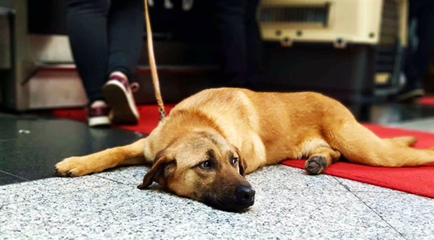İzmir’de tabancayla vurulan köpeğe ABD’li aile sahip çıktı