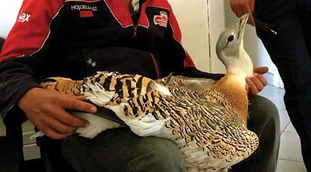 Eskişehir’de yaralı bulunan toy kuşu tedavi altına alındı