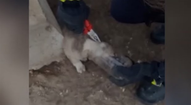 Kafası kavanoza sıkışan yavru köpek kurtarıldı
