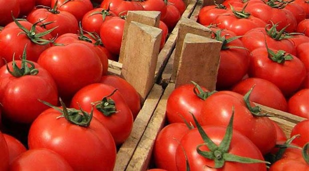 Rusya, 21 ton domatesi geri gönderdi