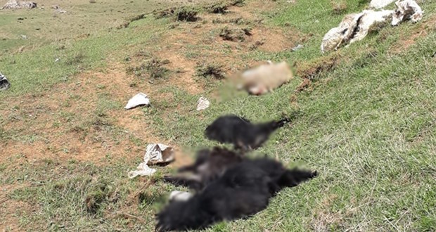 Hakkari’de yıldırım düştü: 13 hayvan yaşamını yitirdi