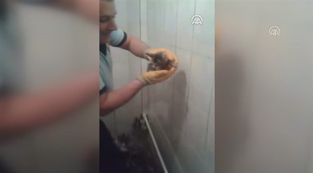 Su borusuna sıkışan bebek kedi kurtarıldı