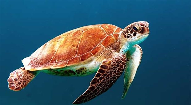 Yaşasın deniz kaplumbağaları!