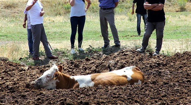 Gübreye saplanan 6 inek, 2 saatlik çalışmayla kurtarıldı