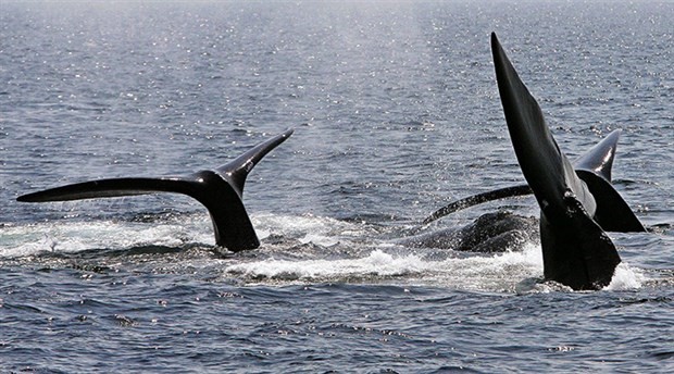 Japonya’da ticari amaçlı balina avı yeniden başladı