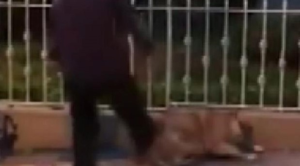 Kaldırımda yatan köpeğe saldıran adama para cezası