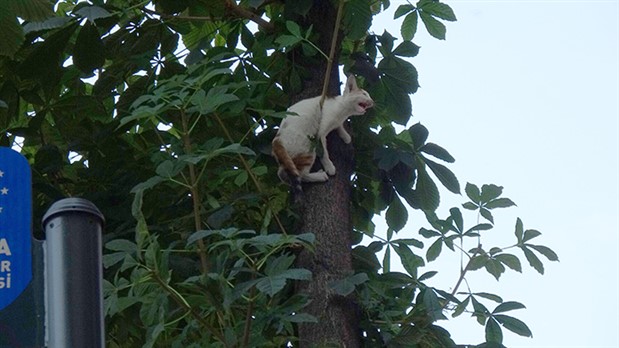 Ağaçta mahsur kalan yavru kediyi itfaiye kurtardı