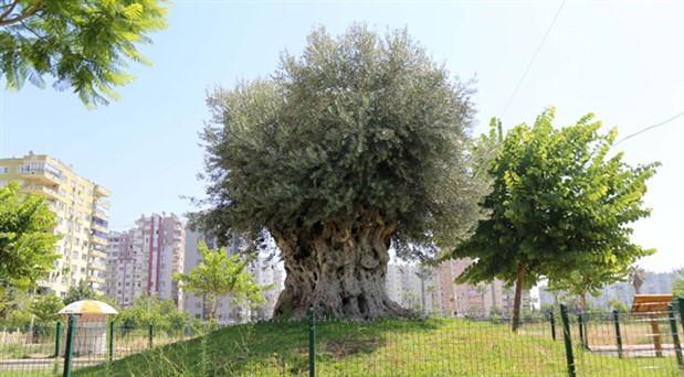 Bin 500 yıllık zeytin ağacı meyve verdi