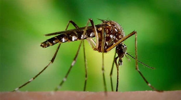 Öncelik sivrisinekle mücadeleye verilmeli